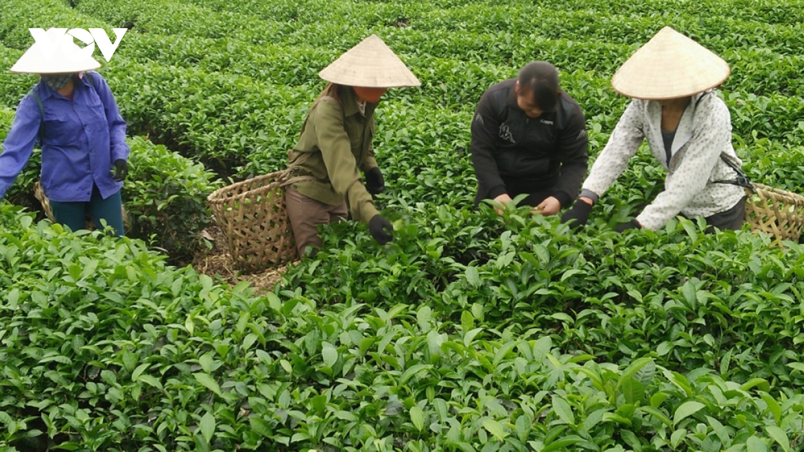 Pakistan represents Vietnam's largest tea export market in first half